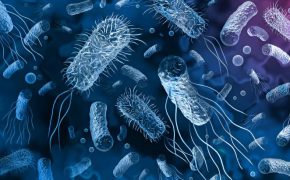 Una bacteria carnívora causa “miedo” en Asia bacteria carnívora